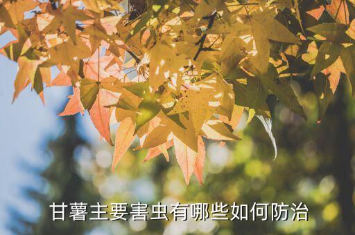 甘薯麥蛾用什么農藥