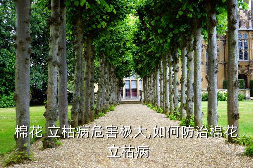 棉花 立枯病危害極大,如何防治棉花 立枯病