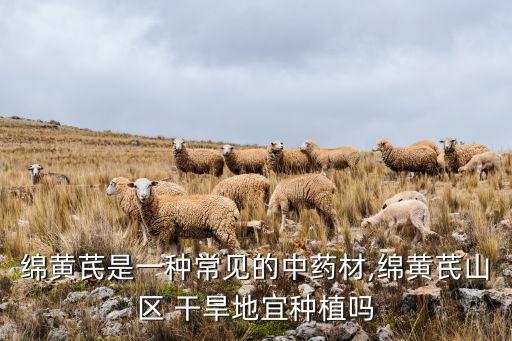 綿黃芪是一種常見的中藥材,綿黃芪山區 干旱地宜種植嗎