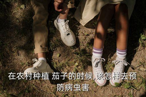在農(nóng)村種植 茄子的時(shí)候,該怎樣去預(yù)防病蟲害