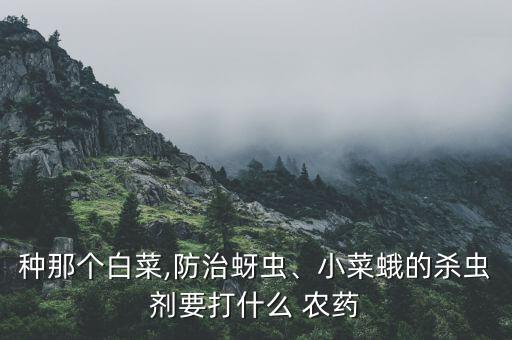 種那個白菜,防治蚜蟲、小菜蛾的殺蟲劑要打什么 農藥