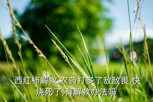 西紅柿起白鵝打什么農(nóng)藥