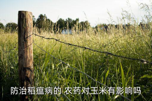 防治稻瘟病的 農(nóng)藥對玉米有影響嗎