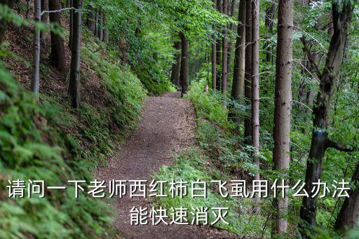 請問一下老師西紅柿白飛虱用什么辦法能快速消滅