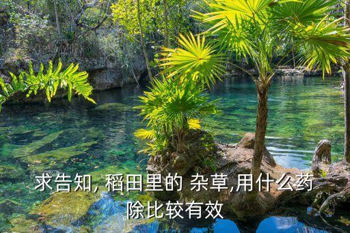 除稻田雜草什么農藥好,稻田里的雜草叫什么