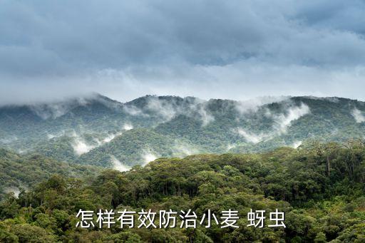 當前麥田蚜蟲用什么農藥,蚜蟲打什么農藥最好