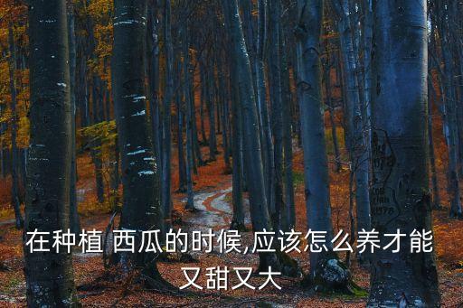 在種植 西瓜的時候,應該怎么養才能又甜又大