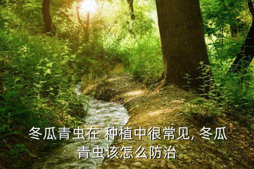  冬瓜青蟲在 種植中很常見, 冬瓜青蟲該怎么防治
