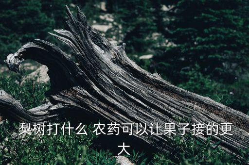  梨樹打什么 農(nóng)藥可以讓果子接的更大