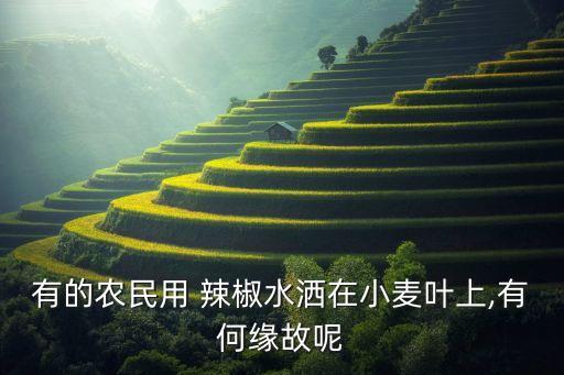 辣椒泡水打什么農藥,辣椒爛葉用什么農藥好