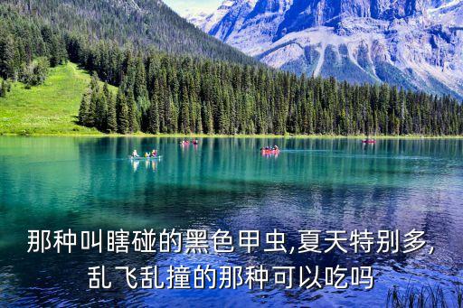 那種叫瞎碰的黑色甲蟲,夏天特別多,亂飛亂撞的那種可以吃嗎