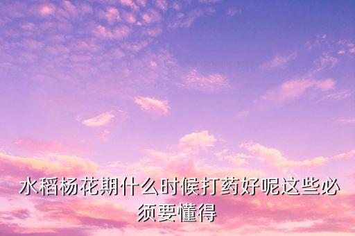  水稻楊花期什么時(shí)候打藥好呢這些必須要懂得