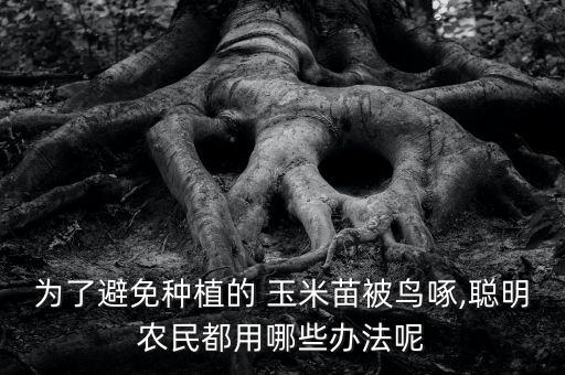 為了避免種植的 玉米苗被鳥啄,聰明農民都用哪些辦法呢