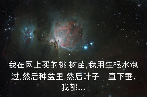 我在網(wǎng)上買的桃 樹(shù)苗,我用生根水泡過(guò),然后種盆里,然后葉子一直下垂,我都...