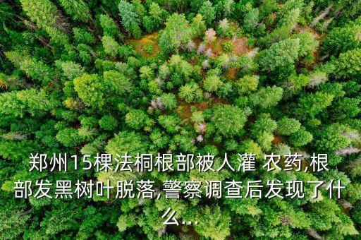 鄭州15棵法桐根部被人灌 農(nóng)藥,根部發(fā)黑樹葉脫落,警察調(diào)查后發(fā)現(xiàn)了什么...
