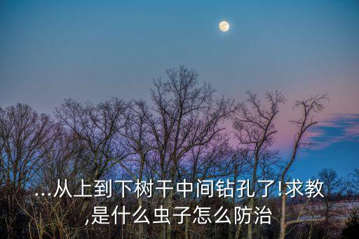 ...從上到下樹干中間鉆孔了!求教,是什么蟲子怎么防治