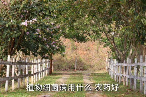 西瓜疫病什么農藥最有效