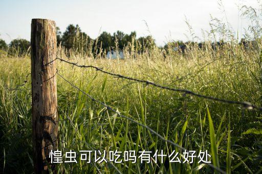 惶蟲可以吃嗎有什么好處