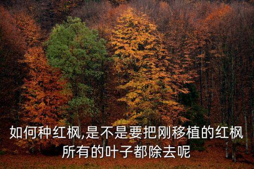 如何種紅楓,是不是要把剛移植的紅楓所有的葉子都除去呢