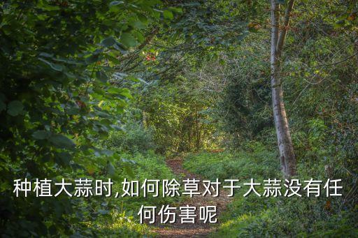 種植大蒜時,如何除草對于大蒜沒有任何傷害呢