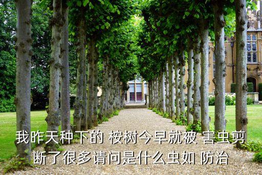 桉樹蟲用什么農藥防治害蟲,農藥穩特能防治什么蟲