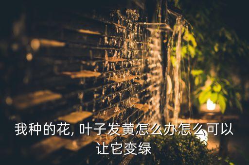 我種的花, 葉子發黃怎么辦怎么可以讓它變綠