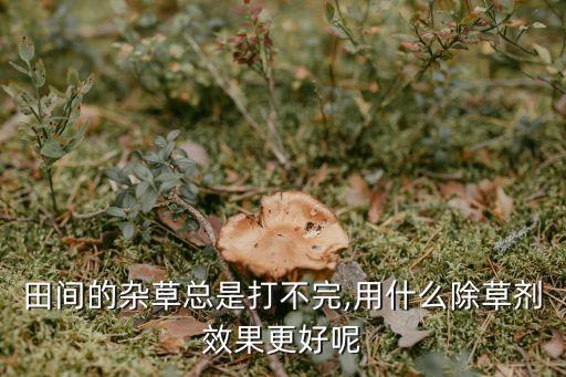 草打什么農(nóng)藥好,殺節(jié)節(jié)草用什么農(nóng)藥
