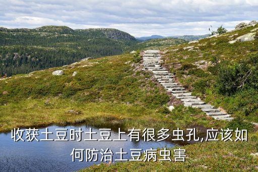 收獲土豆時土豆上有很多蟲孔,應該如何防治土豆病蟲害