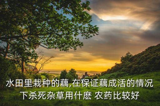 水田里栽種的藕,在保證藕成活的情況下殺死雜草用什麼 農(nóng)藥比較好
