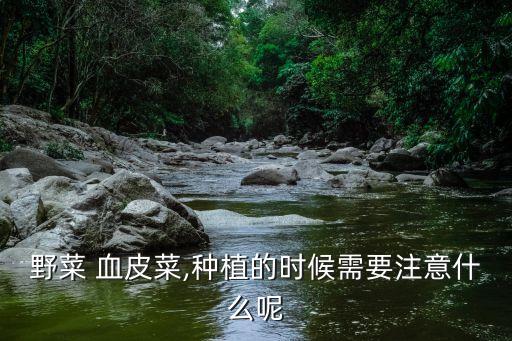 野菜 血皮菜,種植的時候需要注意什么呢