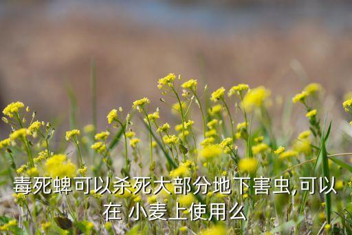毒死蜱可以殺死大部分地下害蟲,可以在 小麥上使用么