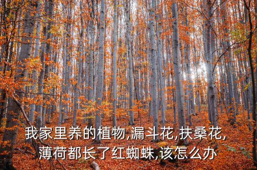 我家里養的植物,漏斗花,扶桑花, 薄荷都長了紅蜘蛛,該怎么辦