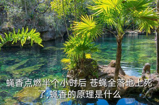 蠅香點燃半個小時后 蒼蠅全落地上死了,蠅香的原理是什么