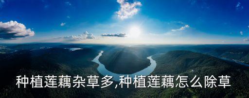 種植蓮藕雜草多,種植蓮藕怎么除草