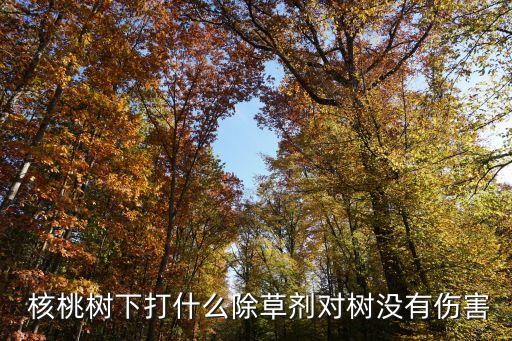 核桃打農藥什么最關鍵,治黑核桃用什么農藥