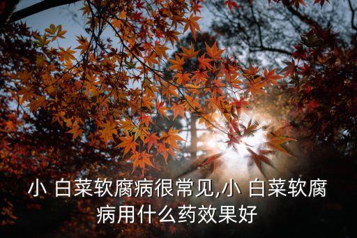 小 白菜軟腐病很常見(jiàn),小 白菜軟腐病用什么藥效果好