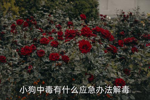 狗吃對(duì)農(nóng)藥什么治,什么農(nóng)藥吃了人立馬會(huì)死