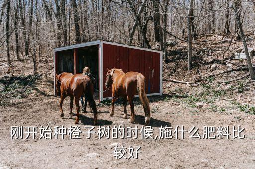 剛開始種橙子樹的時(shí)候,施什么肥料比較好