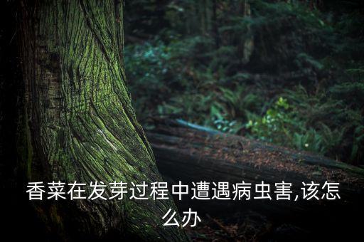 香菜用什么農藥殺死的,什么農藥能大量殺死蒼蠅