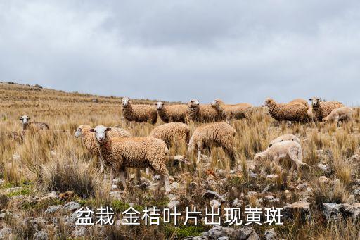 盆栽 金桔葉片出現(xiàn)黃斑