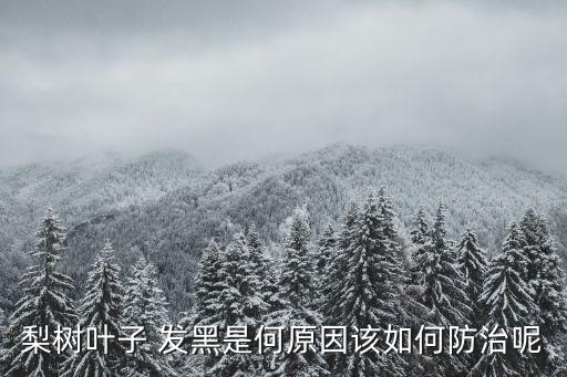 梨樹葉子 發(fā)黑是何原因該如何防治呢