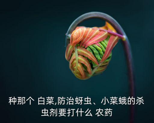 種那個 白菜,防治蚜蟲、小菜蛾的殺蟲劑要打什么 農(nóng)藥