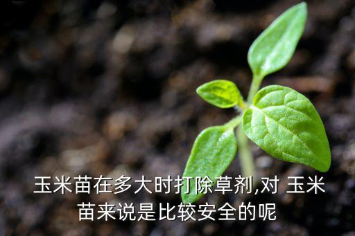  玉米苗在多大時打除草劑,對 玉米苗來說是比較安全的呢