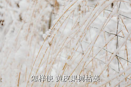 黃皮一般用什么農藥,黃皮果打什么農藥