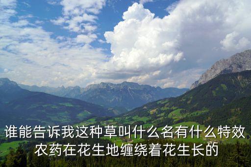 誰能告訴我這種草叫什么名有什么特效 農藥在花生地纏繞著花生長的