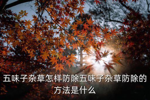 五味子雜草怎樣防除五味子雜草防除的方法是什么