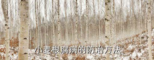 什么農藥能把小麥根爛了,現在小麥打什么農藥
