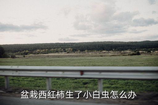 番茄有蟲打什么農藥,番茄和什么種一起不生蟲