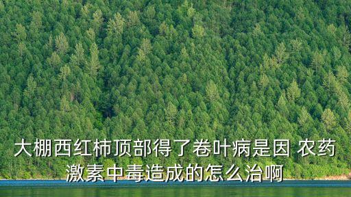大棚西紅柿頂部得了卷葉病是因 農藥激素中毒造成的怎么治啊