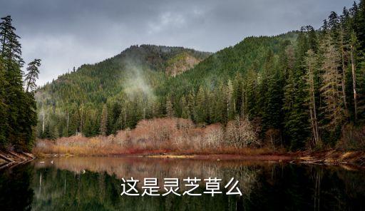 這是靈芝草么
